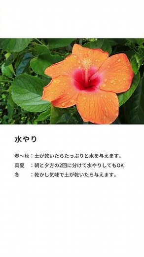 ハイビスカスの育て方
