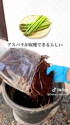 家庭菜園でアスパラを育てよう！コスパ最強の方法