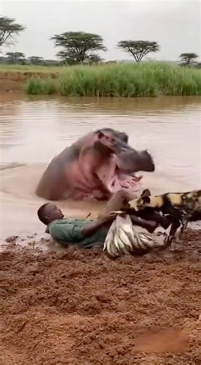 Wild Dogs Maul a Man Until a Hippo Charges In