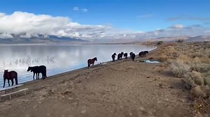 Wild horses at Washoe Lake Thursday afternoon in this cool video by Paul Altrocchi after a great hike on Deadman’s Creek Trail that takes you up to a gazebo overlooking the lake! Thanks Paul! Adventures With Jeff Martinez | Adventures With Jeff Martinez