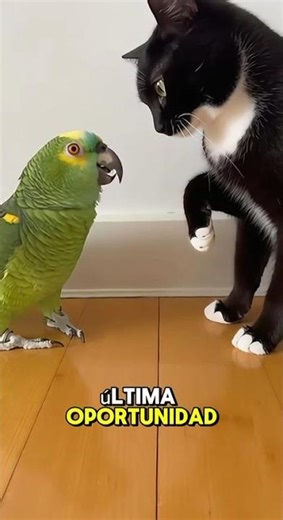 “Parrot confronts cat and THREATENS IT 😳🦜🐱 | Tense confrontation of the year 😂🔥”
