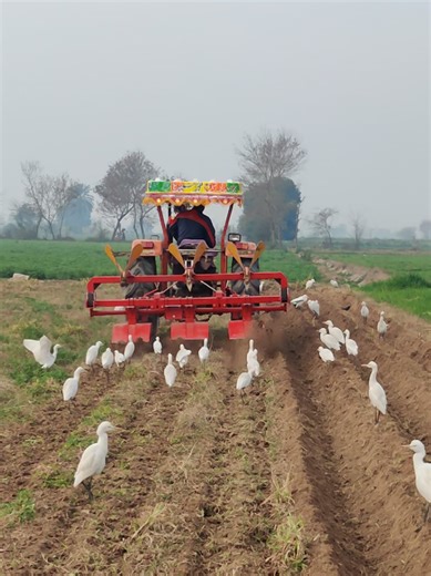 Sugarcane Rotavator field work #tractor #agriculture #tranding #farminglife #village