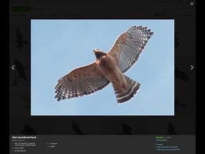Red-shouldered Hawk Identification Examples