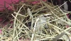 WildCareOklahoma on Reels