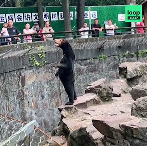 603K views · 2.8K reactions | Un ours à l'apparence humaine n'en finit pas d'obséder les Chinois. Après qu'une vidéo a été partagée en masse sur les réseaux sociaux locaux, le zoo chinois où elle a été prise a été obligé de réagir. | Loopsider | Facebook