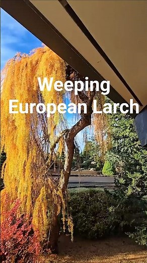 Weeping European Larch #gardening #conifers #design #landscaping #landscapearchitecture
