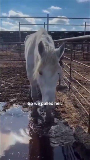 One month ago she could barely walk, she’s moving again. Help us save more horses. Donate via bio 🩷