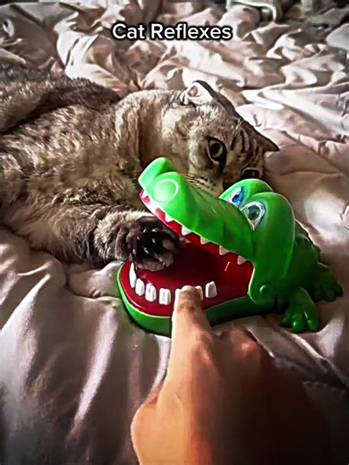 Cat reflexes are insane! 💀 #elgato #catsoftiktok | cat