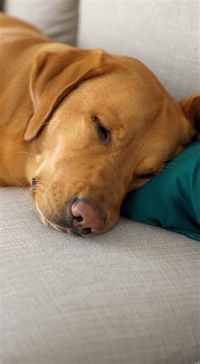 The Magic Word that wakes him up INSTANTLY! 🤣