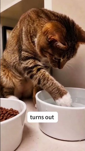 Stop the splashing, start the hydration. Have you caught your cat doing strange around water bowl?