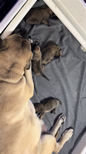 HAMILTON MASTIFF We love to watch the puppies as they grow ❤️🐾❤️🐾❤️🐾❤️🐾❤️🐾❤️🐾❤️🐾❤️🐾 ❤️❤️❤️❤️❤️❤️ #mastiff #englishmastiff #puppies #mastiffpuppies #dogs FOR MORE INFO. 🐾🐾🐾🐾 Facebook business page: Hamilton Mastiff ❤️❤️❤️❤️❤️❤️ TikTok @hamiltonmastiff 🐾🐾🐾🐾🐾🐾🐾 AKC Marketplace 🐾🐾🐾🐾🐾🐾🐾 Mastiff Club of America member. Since 2021 ❤️❤️❤️❤️❤️❤️❤️ MCOA breeder referral 🐾🐾🐾🐾🐾🐾🐾