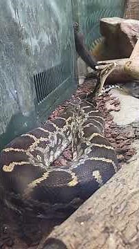 Indian Rock Python Snake Reptile | San Diego Zoo, California