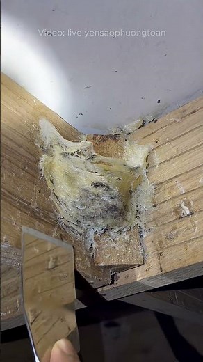 PANEN SARANG WALET #sarangwalet #burungwalet #rbw #peternakwalet #budidayawalet #waletindonesia