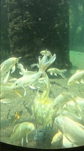 Incredibly beautiful koi. The world-famous longfin Nishikigoi