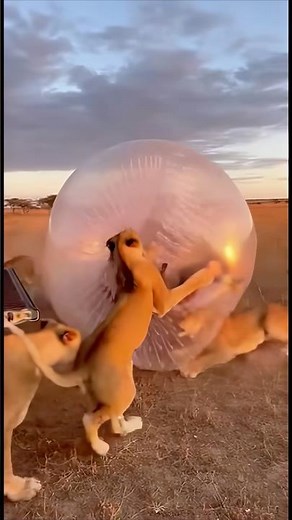 Lions vs Human in a Plastic Ball (Terrifying)