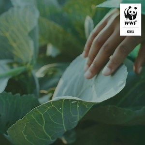 22 reactions | Agriculture is the backbone of Kenya’s economy. Our food systems:  Provide nutritious food for people 陋 Generate income and jobs  Support economic and social development We need to drive significant transformations across our food systems to achieve our climate, biodiversity, and health goals. Learn more: https://www.wwfkenya.org/knowledge_hub/our_publications_/?237050/Solving-the-Great-Food-Puzzle-20-Levers-to-Scale-National-Action | WWF-Kenya | Facebook