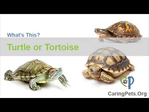Types of Turtles and Tortoises