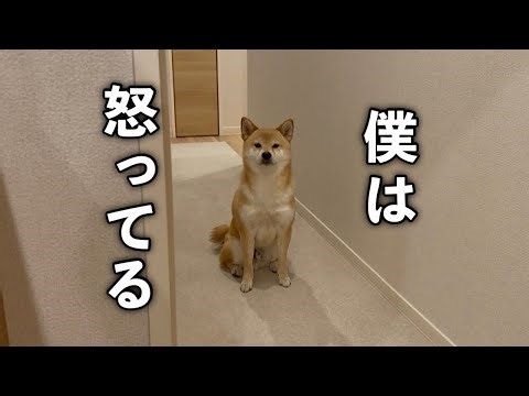 A Shiba Inu quietly loses his temper and pleads with you from afar