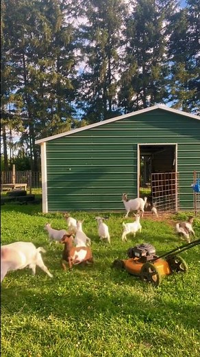 Goats Faint and Fall Over When Person Turns on Lawnmower - 1347085
