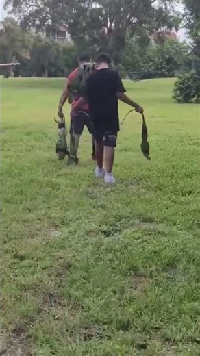 Beautiful Iguana!!! Catch Today #reptiles #florida #iguana #floridawildlife