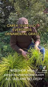 Carex “Everillo “ Hardy ornamental grass with evergreen golden foliage . Planting time is from now, available in webshop WEBSHOP https://pergolanurseries.ecwid.com ALL IRELAND DELIVERY 🚚 32 Counties Pergola Nurseries Garden Corner, Virginia,Co Cavan A gardeners oasis of quality plants Open Tuesday to Saturday 10.30-6 Open Sundays 2-6 | Pergola Nurseries Garden Corner