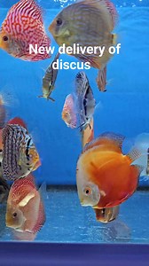 13 reactions | New delivery of discus ready for sale #discus # tropicalfish #aquariumhobby #beautiful #aquarium | Clearly Aquatics | Facebook