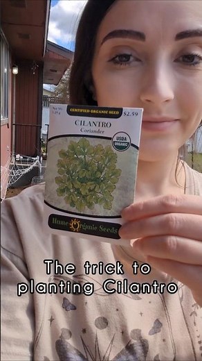 The Trick to Planting Cilantro Seeds