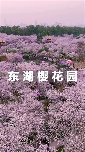 武汉东湖樱花园是“世界三大赏樱胜地”之一，占地550余亩，园内共栽植樱花上万株，3月1日已开园，早樱已盛放，预计3月中旬开始进入大面积盛花期，晚樱持续至4月上旬 #武汉 #东湖 #东湖樱花园 #樱花 #航拍