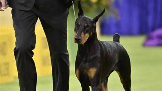 Doberman gets moment of redemption as best in show at Westminster
