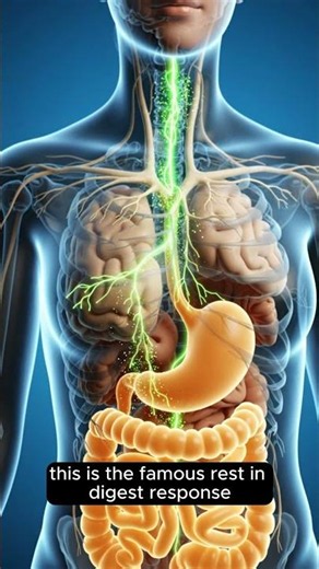 The Science Behind Food Coma