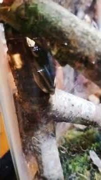 facts about American green tree frogs #amphibians