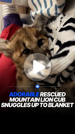Rescued mountain lion cub cuddles up during recovery