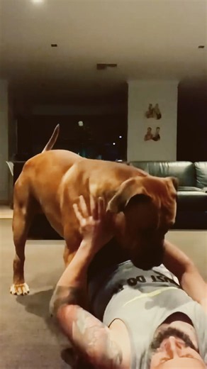 Wrestling with My Boerboel Pup Sully