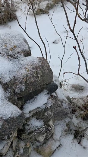 65 reactions | Don't mind the brown "wolf" in the background. He's just excited to see people buying real swords for Christmas this year. #sword #swords #europeanhistory #medieval #wolf #wolves #wolvesofinstagram | DarkSword Armory Inc | Facebook