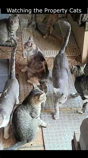 Watching the Property Cats 41 #homestead #retiredlife #cat #catplaying
