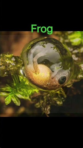 frog life cycle