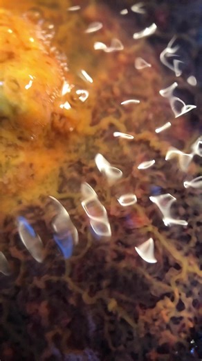 Slimatics™ #slimatics #cymatics #polycephalum #physarumpolycephalum #physarum #timelapse #slimelapse #plasmodium #plasmedium #slimemold #theplasmediumisthemessage