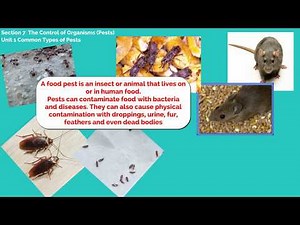 Food Safety Level 2 Section 7 Unit 1 Common Types of Pests