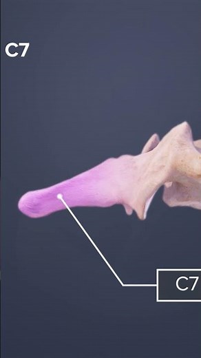 All about the C7 Cervical Vertebra