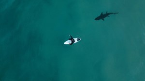 This shark encounter proves how dangerous solo surfing can get