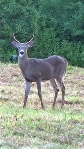 Whitetail Deer Emerges from Forest #shorts #wildlife #wildanimals