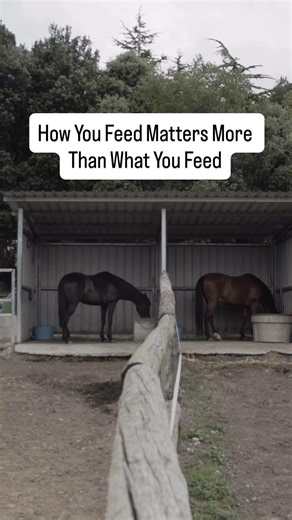 Owners often go straight to feed labels, ingredients, or brands. But the research repeatedly comes back to this: Ulcer prevention is about how you feed - not just what you feed. 1. Slow Feeding Is Protective 1x1" hay nets and multiple feeding points reduce stress, slow consumption, and stabilise gastric pH. 2. Straw Is Not the Enemy Studies show ESGD prevalence is significantly lower on diets that included straw. This is one of the most misunderstood findings in the ulcer world. 3. Pasture Isn’t