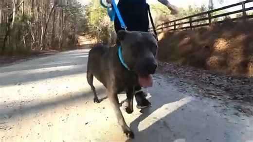 Dog Day Out Diaries- Gracie🐾 Gracie enjoyed a fun day out at Raven Rock State Park! She hops right into the car and prefers to ride on the floorboards in the back, where she settled in for the ride. She loved taking her time to sniff and explore all the new smells along the trail. Gracie seems to know sit even without a treat—though she was definitely happy to earn a few along the way. Gracie is an older girl, which means she’s past the puppy stage and ready to be a steady, loving companion. Ol