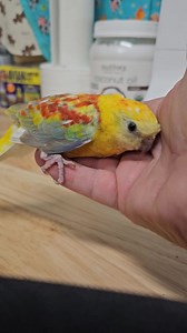 He likes his cuddles! What a sweet Red-rumped Parakeet! And yes... he is available for adoption! | Paradise Parrot Rescue