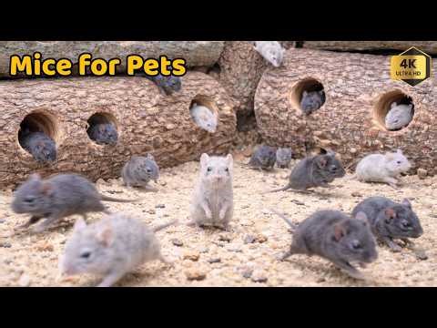 Interactive Cat TV 🐀 Real Mice Hide and Seek Adventure 🐭🐾 4HOURS 4K-HDR