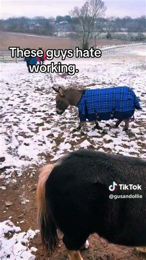 Gus the mini donkey and Ollie the mini horse Stage a Labor Strike. 🫏🐎 tegridyfarmsky.etsy.com