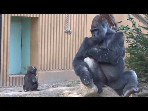 Gorilla⭐️Genki brings back Kintaro who is about to go to Momotaro's side.【Momotaro family】