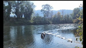 1K views · 151 reactions | Watching our patients make their way back into the wild is why we do what we do. Help us Save Wildlife. We could not do this without your support! Donate to our clinic now! | Wildlife Images Rehabilitation & Education Center | Facebook