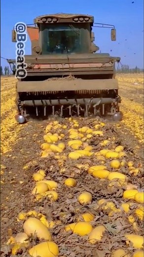 Mechanical Pumpkin Seed Harvesting & Cleaning Process | Efficient Farm to Factory Operation