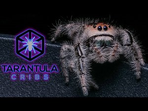 I Made a JUMPING SPIDER Commercial for Tarantula Cribs!